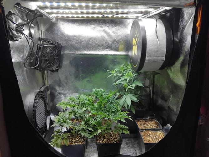 Banana Chem Freak Regular. Week 3