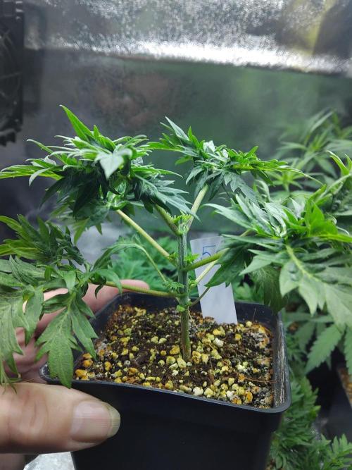 Banana Chem Freak Regular. Week 3
