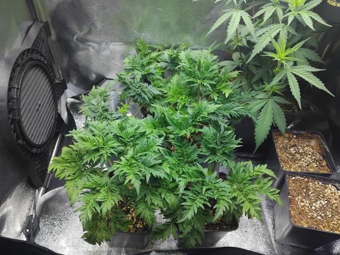 Banana Chem Freak Regular. Week 3