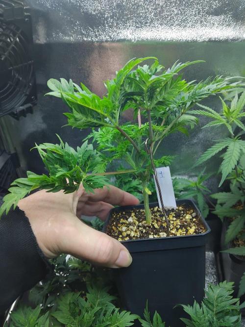 Banana Chem Freak Regular. Week 3