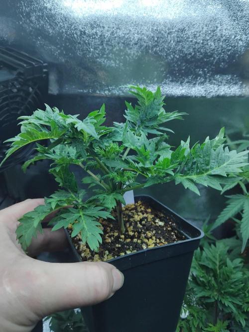 Banana Chem Freak Regular. Week 3