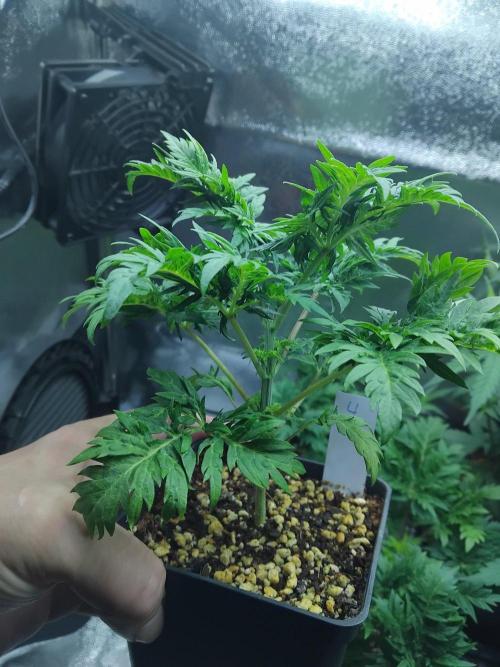 Banana Chem Freak Regular. Week 3
