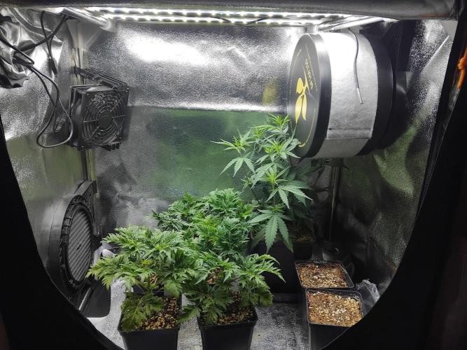 Banana Chem Freak Regular. Week 3