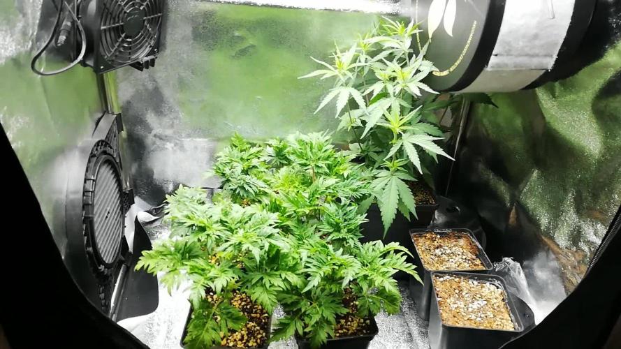 Banana Chem Freak Regular