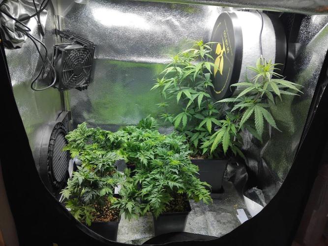 Banana Chem Freak Regular. Week 4