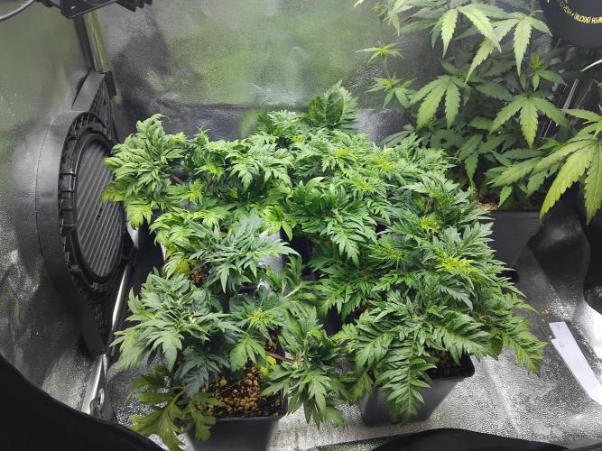 Banana Chem Freak Regular. Week 4