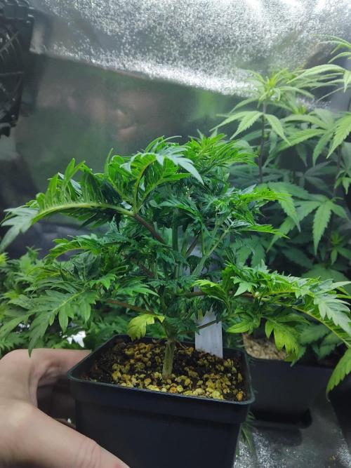 Banana Chem Freak Regular. Week 4