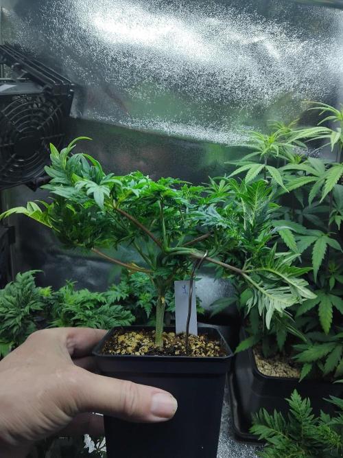 Banana Chem Freak Regular. Week 4
