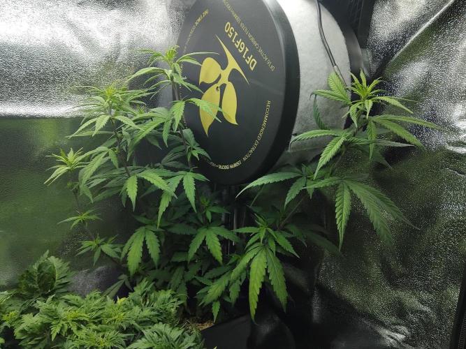 Seedsman White Widow Regular Clones. Week 9