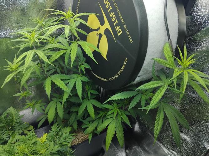 Seedsman White Widow Regular Clones. Week 9