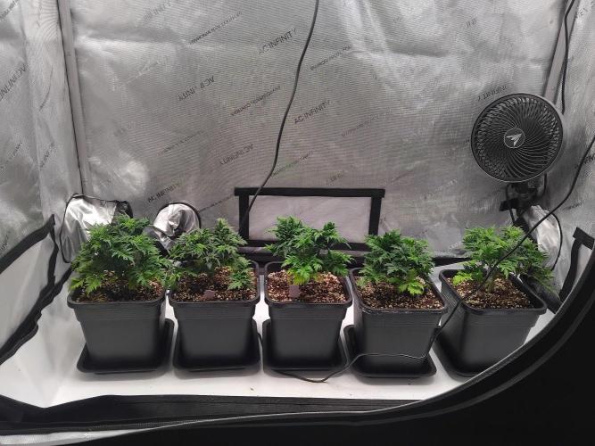 Banana Chem Freak Regular. Week 5 - Friday, day after transplant.