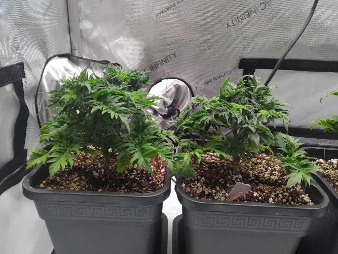 Banana Chem Freak Regular. Week 5 - Friday, day after transplant.