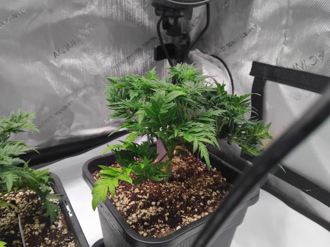 Banana Chem Freak Regular. Week 5 - Friday, day after transplant.