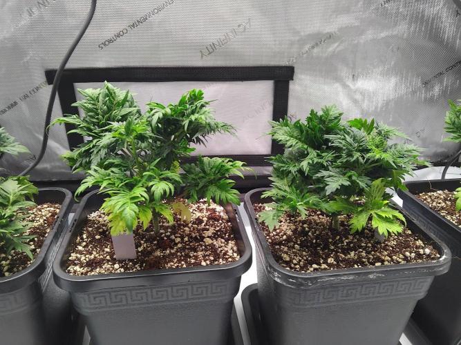 Banana Chem Freak Regular. Week 5 - Friday, day after transplant.
