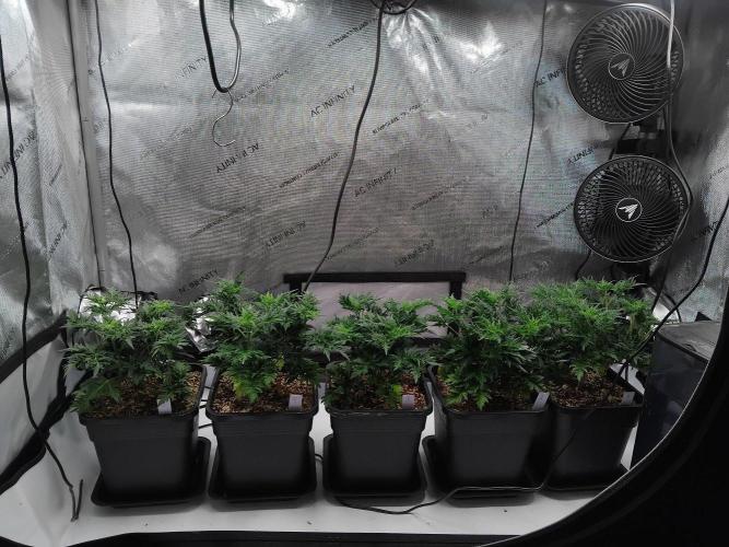 Banana Chem Freak Regular. Week 5 - Tuesday, 5 days after transplant.