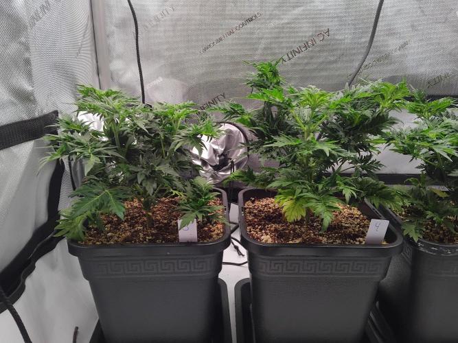 Banana Chem Freak Regular. Week 5 - Tuesday.