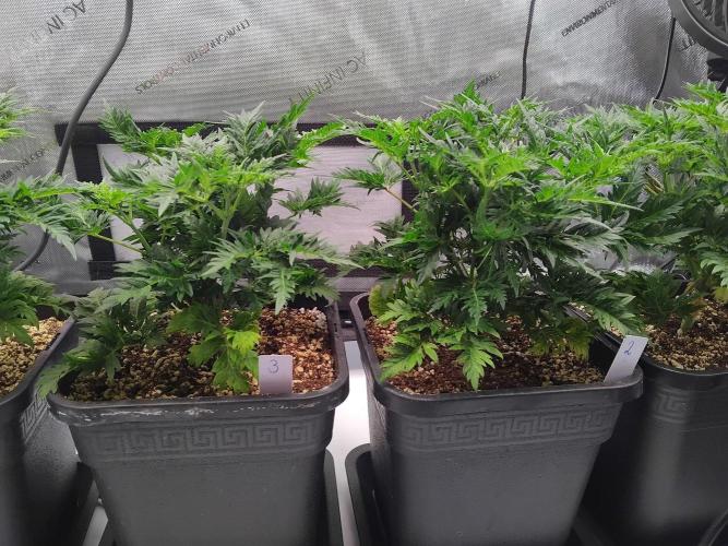 Banana Chem Freak Regular. Week 5 - Tuesday.