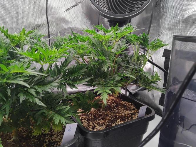 Banana Chem Freak Regular. Week 5 - Tuesday.