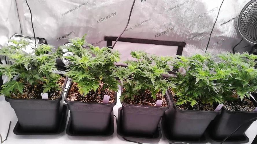 Banana Chem Freak Regular