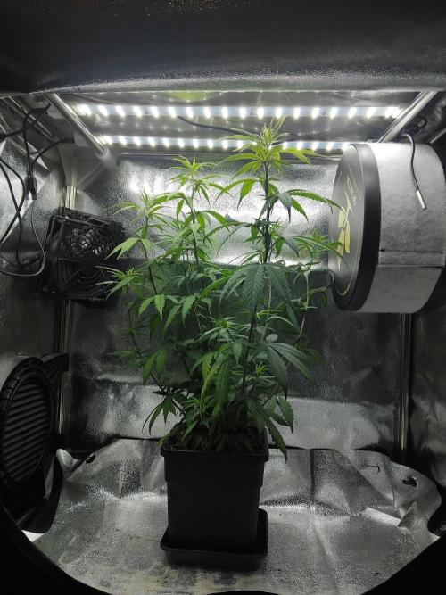 Seedsman White Widow Regular Clones. Week 10 - Friday before topping.