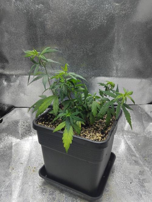 Seedsman White Widow Regular Clones. Week 10 - Friday after topping.
