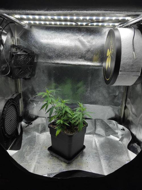 Seedsman White Widow Regular Clones. Week 10 - Tuesday 4 days after topping.