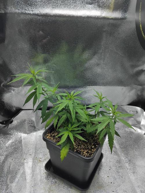 Seedsman White Widow Regular Clones. Week 10 - Tuesday 4 days after topping.