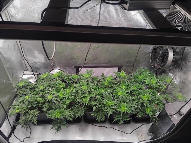 Banana Chem Freak Regular. Week 6