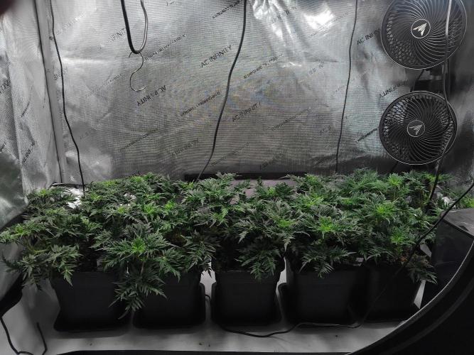 Banana Chem Freak Regular. Week 6