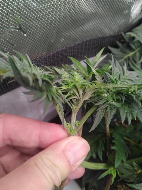 Banana Chem Freak Regular. Week 6