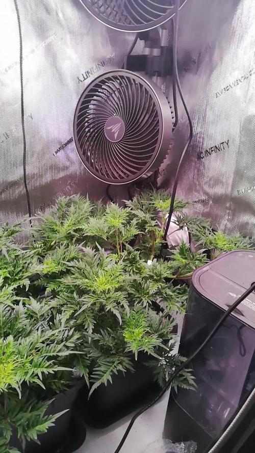 Banana Chem Freak Regular