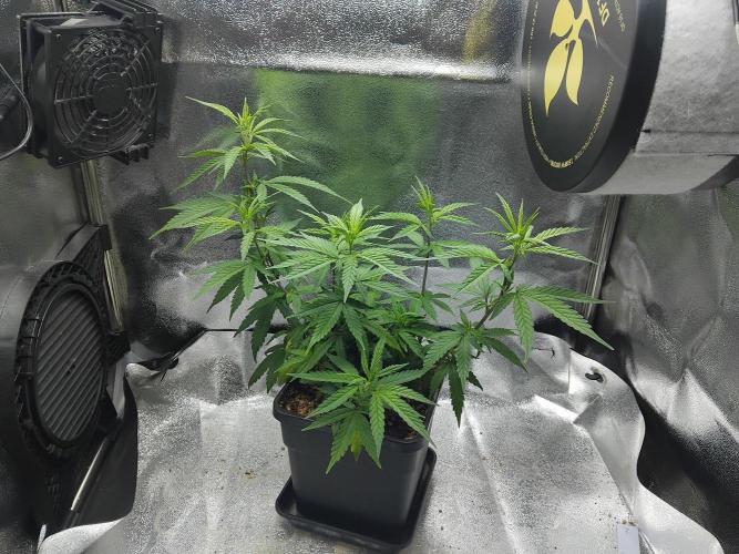 Seedsman White Widow Regular Clones. Week 11