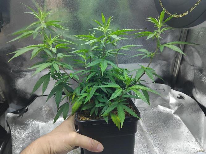 White Widow Regular. Week 11