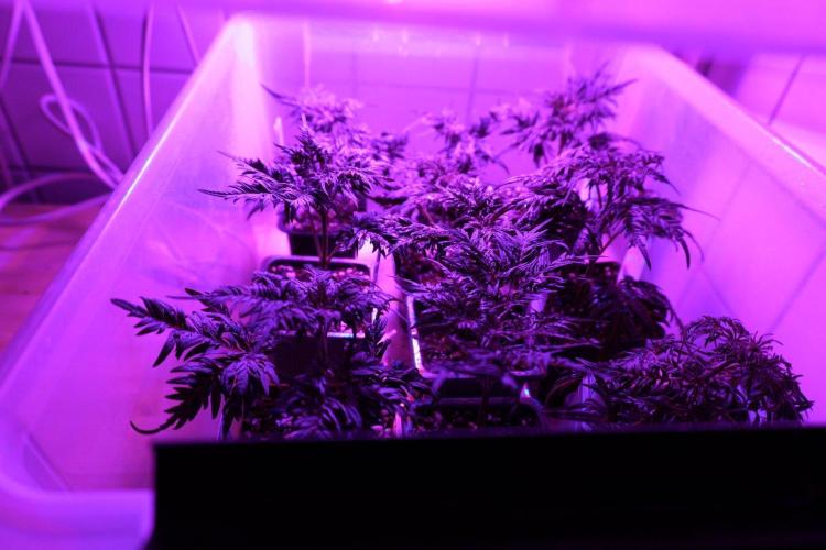 Banana chem freak-Regular-Terpyz-Clones.. Week 2