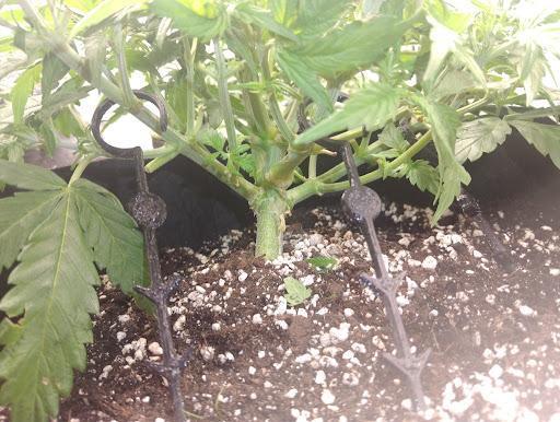 Northern Sky auto. Week 4
