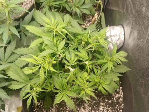 Northern Sky auto. Week 4
