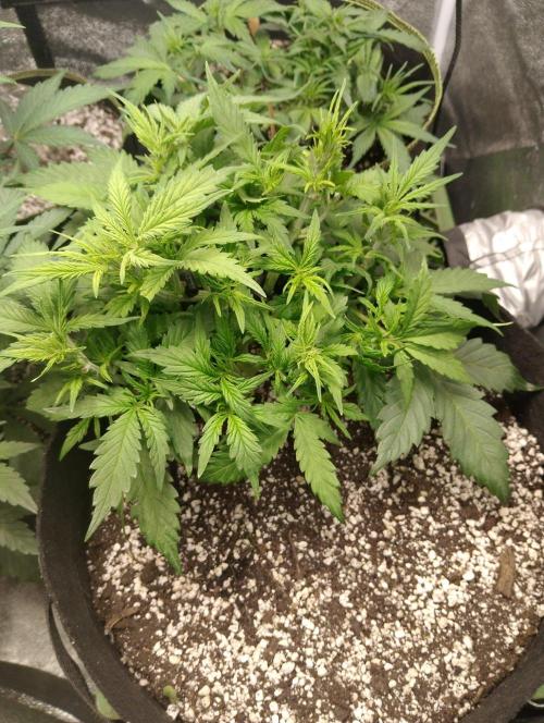 Northern Sky auto. Week 4