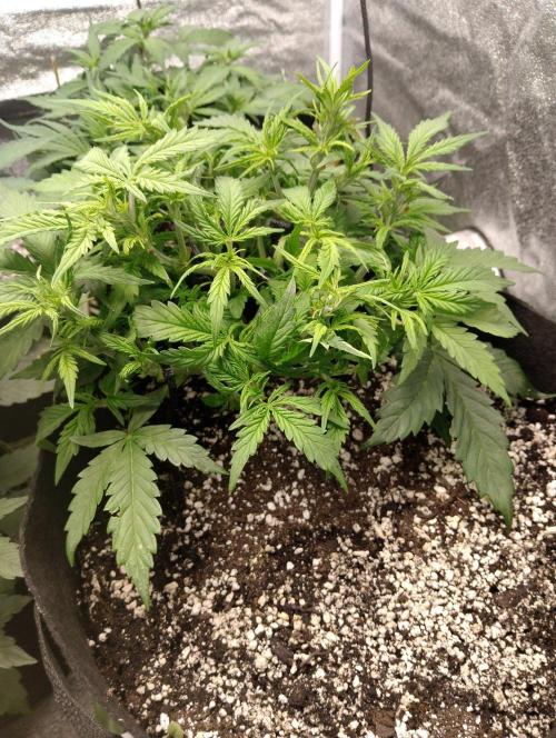 Northern Sky auto. Week 4
