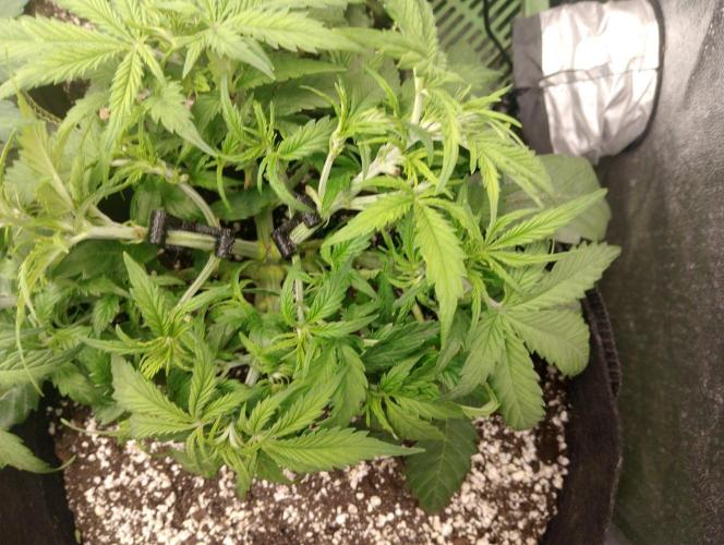 Northern Sky auto. Week 4