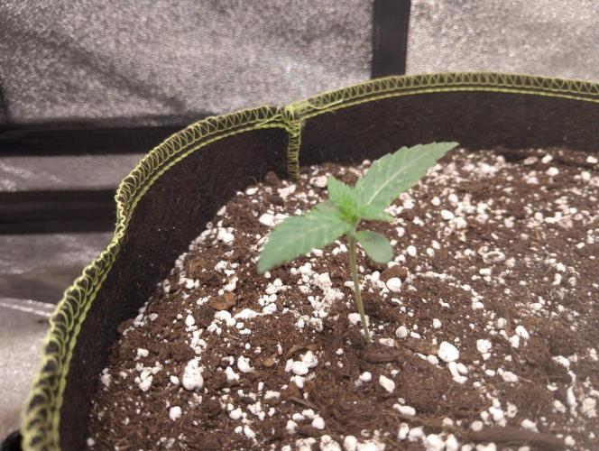 Sherbet Queen autoflower. Week 2