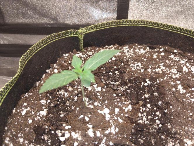 Sherbet Queen autoflower. Week 2