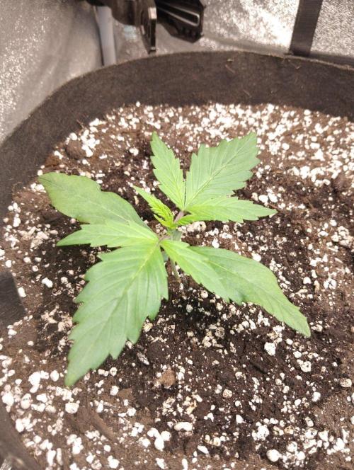 Sherbet Queen autoflower. Week 2