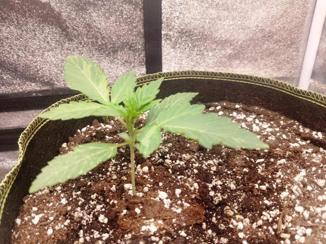 Sherbet Queen autoflower. Week 2