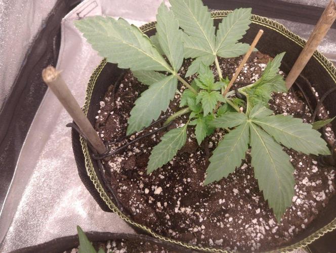 Sherbet Queen autoflower. Week 2