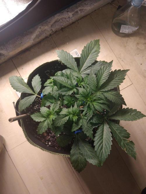 Sherbet Queen autoflower. Week 3