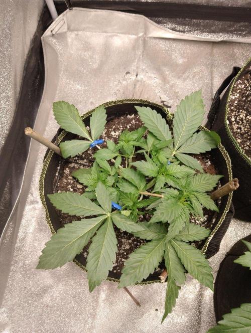 Sherbet Queen autoflower. Week 3
