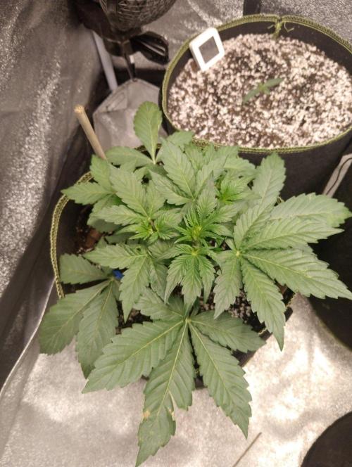 Sherbet Queen autoflower. Week 3