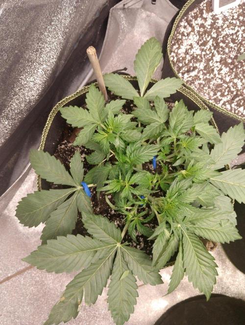 Sherbet Queen autoflower. Week 3