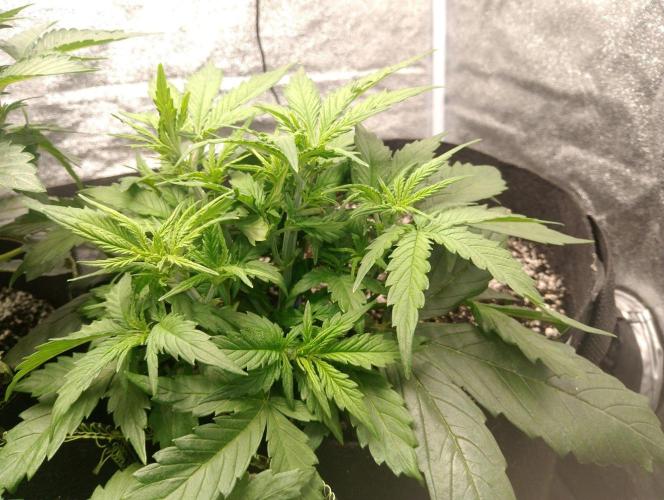 Sherbet Queen autoflower. Week 4