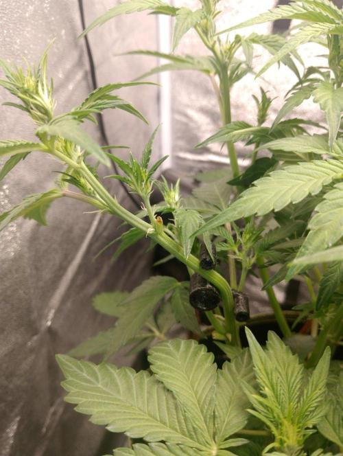 Sherbet Queen autoflower. Week 4